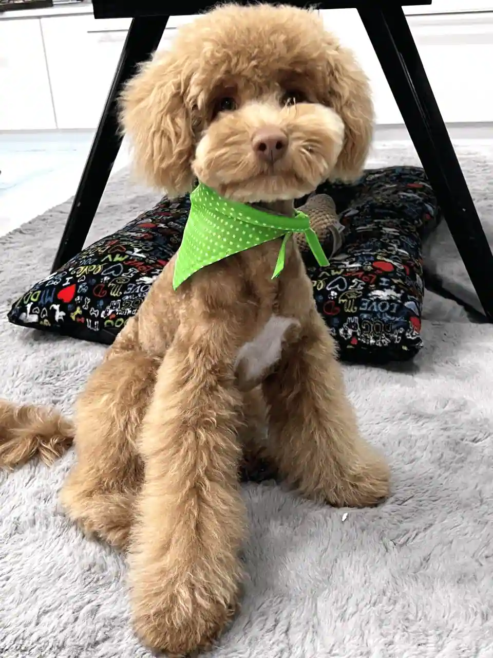 Goldendoodle